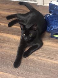 Reunited Male Cat last seen Gardella, Reno, NV 89512