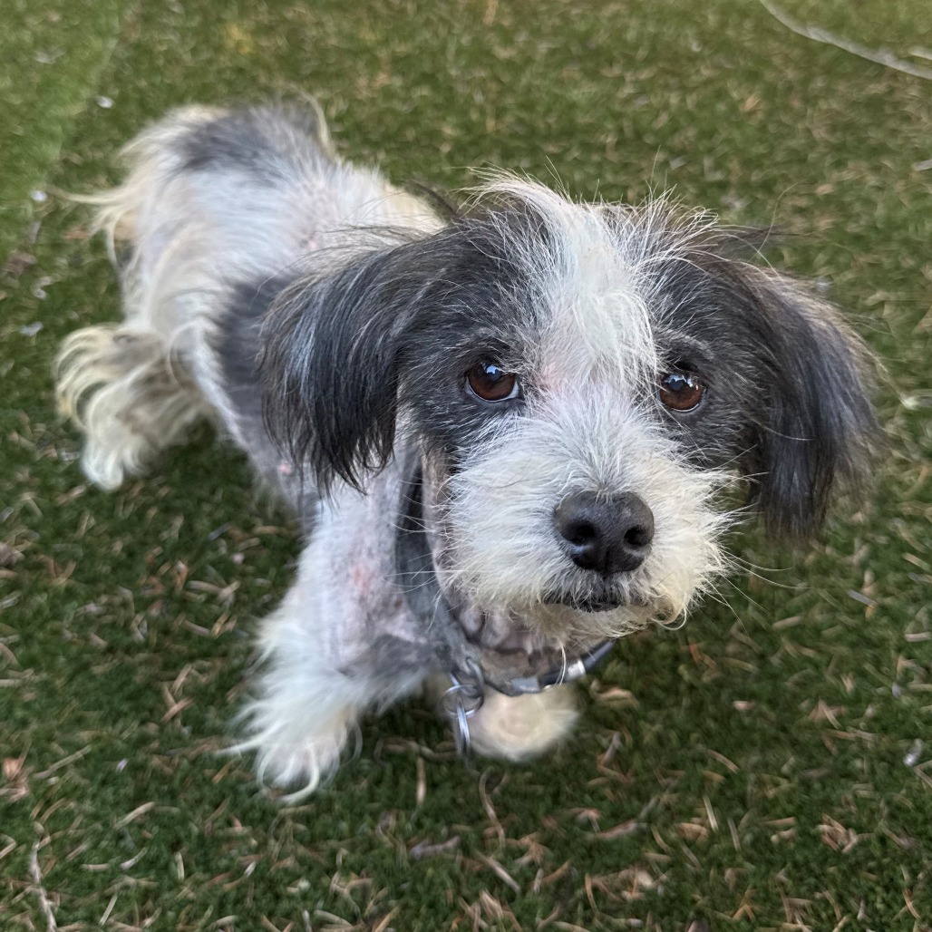 Shelter Stray Female Dog last seen , 2608 Center St, Tacoma, WA 98409, USA