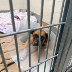 Shelter Stray Female Dog last seen , 12910 Yukon Ave, Hawthorne, CA 90250, USA