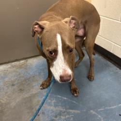 Shelter Stray Female Dog last seen , 2350 Appling City Cove, Memphis, TN 38133, USA