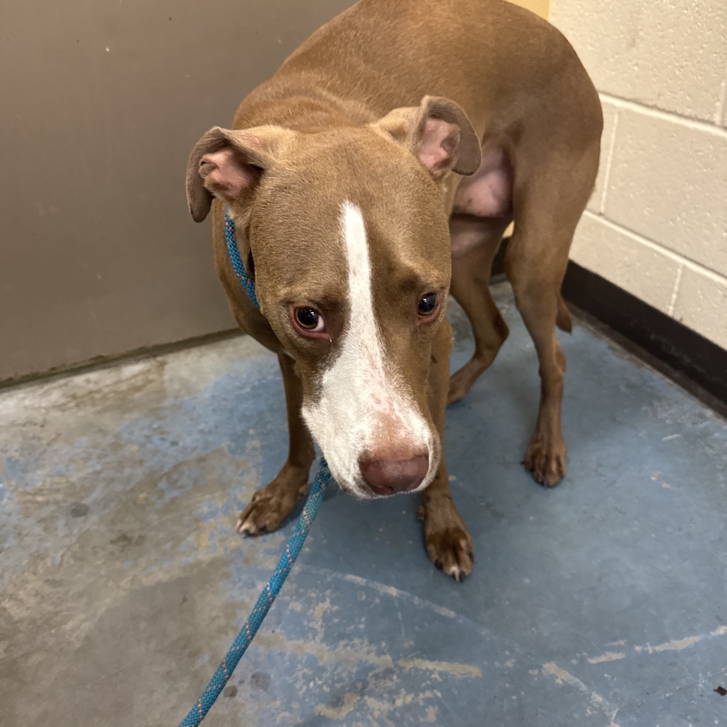 Shelter Stray Female Dog last seen , 2350 Appling City Cove, Memphis, TN 38133, USA