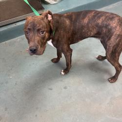 Shelter Stray Male Dog last seen , 2350 Appling City Cove, Memphis, TN 38133, USA