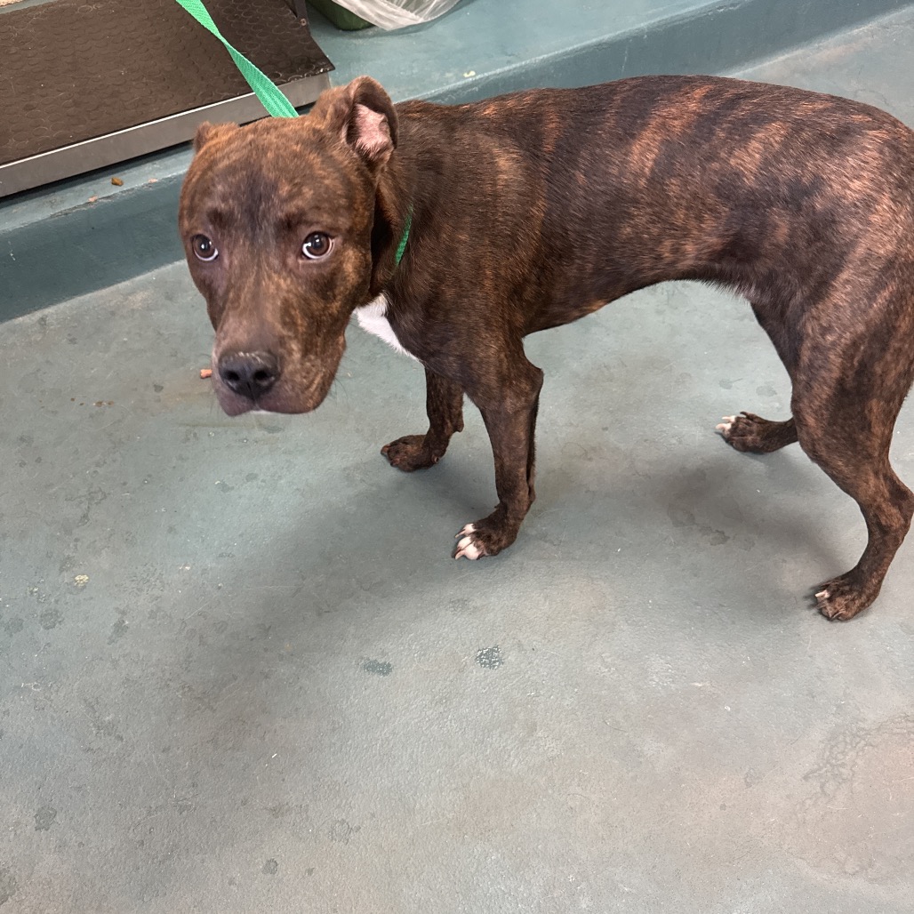 Shelter Stray Male Dog last seen , 2350 Appling City Cove, Memphis, TN 38133, USA
