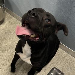 Shelter Stray Male Dog last seen , 3607 N Armenia Ave, Tampa, FL 33607, USA