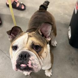 Shelter Stray Male Dog last seen , 3607 N Armenia Ave, Tampa, FL 33607, USA
