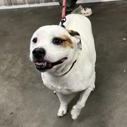 Shelter Stray Female Dog last seen , 3607 N Armenia Ave, Tampa, FL 33607, USA