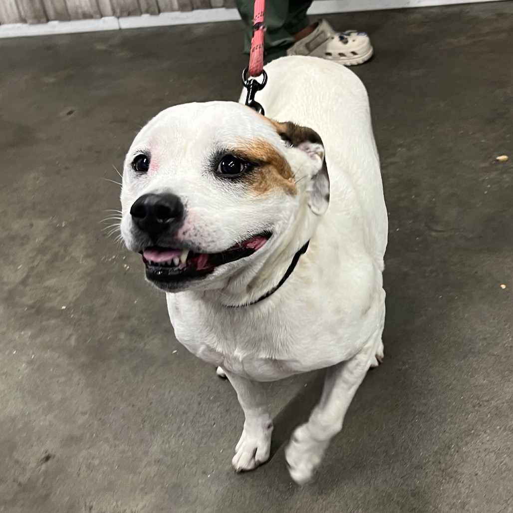 Shelter Stray Female Dog last seen , 3607 N Armenia Ave, Tampa, FL 33607, USA