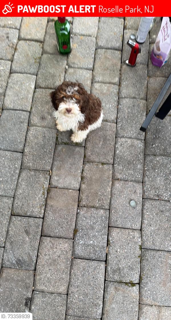 Lost Male Dog last seen Roselle Park, Roselle Park, NJ 07204