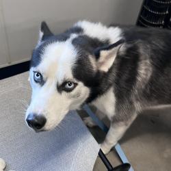 Shelter Stray Male Dog last seen , 3607 N Armenia Ave, Tampa, FL 33607, USA