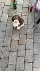 Lost Male Dog last seen Roselle Park, Roselle Park, NJ 07204