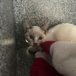 Shelter Stray Female Cat last seen , 361 S Raymond Ave, Pasadena, CA 91105, USA