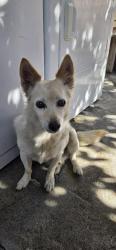 Found/Stray Male Dog last seen Glendora Ave, La Puente, CA 91746