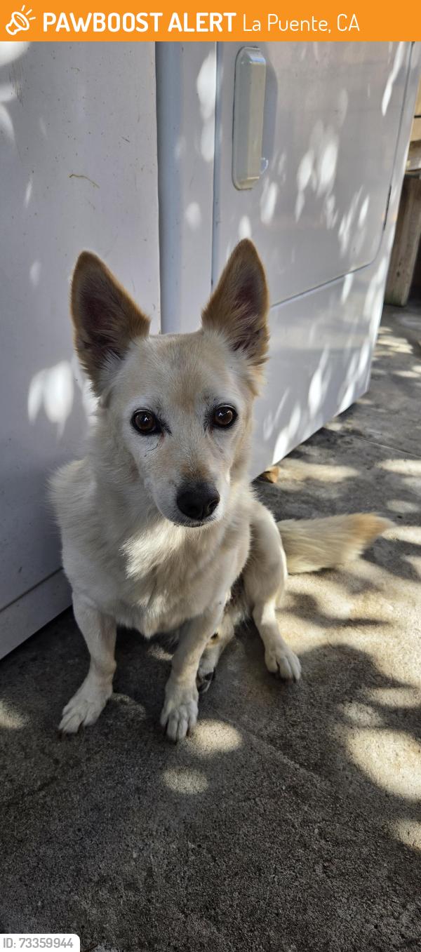 Found/Stray Male Dog last seen Glendora Ave, La Puente, CA 91746
