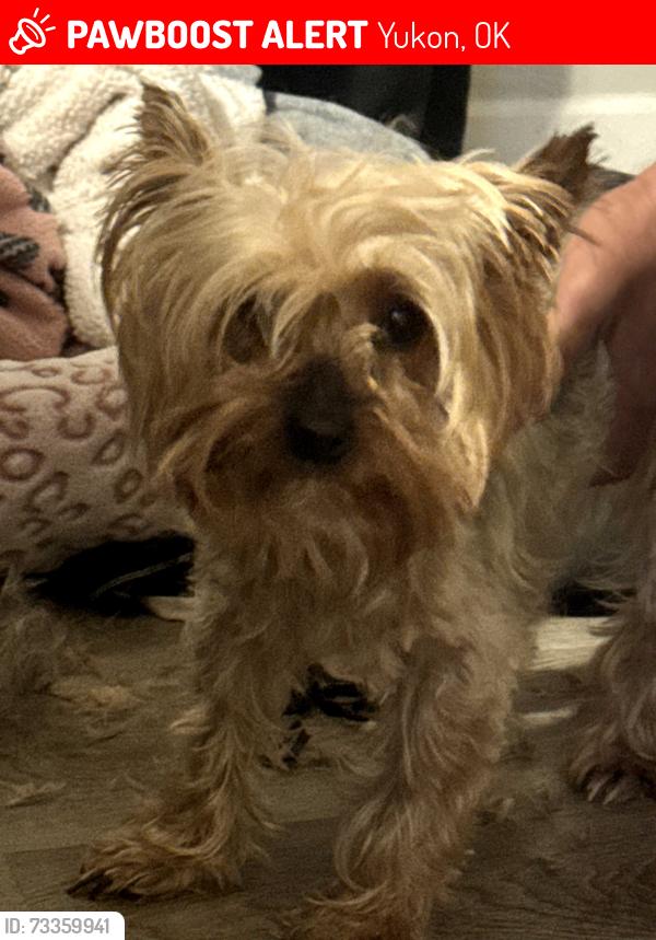 Lost Female Dog last seen 𝑅𝑒𝑛𝑜, 𝑐𝑎𝑠𝑒𝑠, 𝐶𝑉𝑆,, Yukon, OK 73099