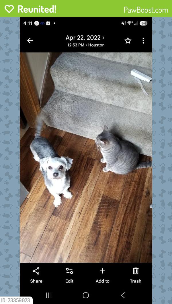 Reunited Female Dog last seen Dominion rennie, Katy, TX 77450