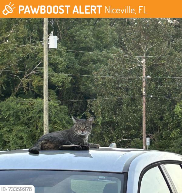 Found/Stray Unknown Cat last seen 23rd street niceville, Niceville, FL 32578