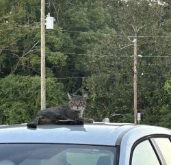 Found/Stray Unknown Cat last seen 23rd street niceville, Niceville, FL 32578