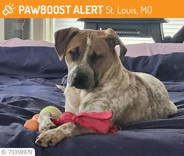 Found/Stray Male Dog last seen S. Grand Blvd and Juniata, St. Louis, MO 63116