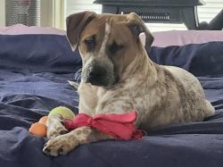 Found/Stray Male Dog last seen S. Grand Blvd and Juniata, St. Louis, MO 63116