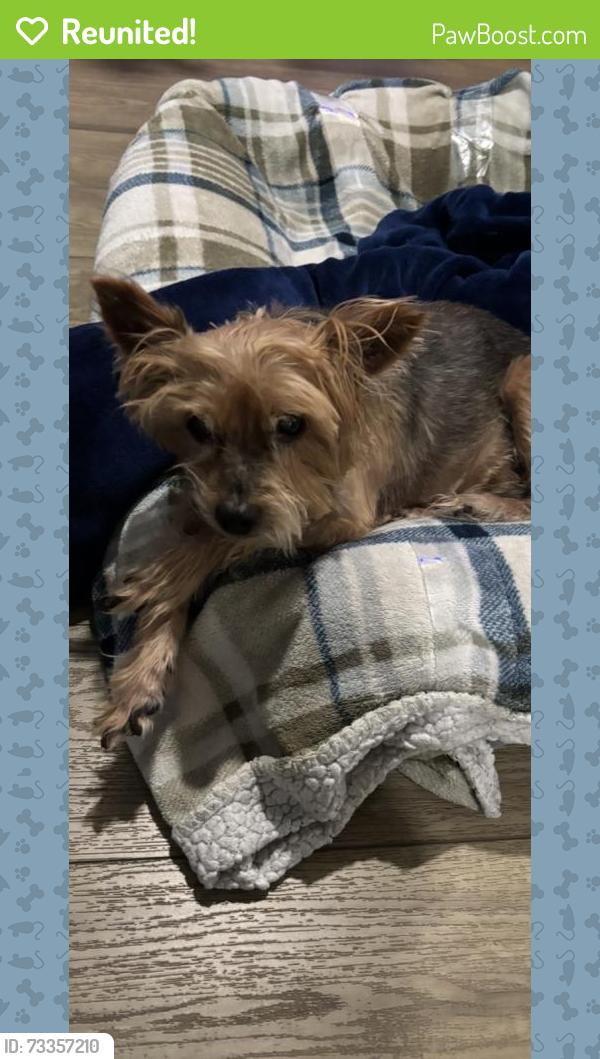 Reunited Male Dog last seen Near Poinsettia Dr, Sacramento, CA 95829, USA, Sacramento, CA 95829