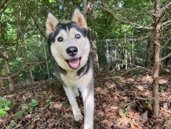 Reunited Female Dog last seen Business 220 and Randleman Lake Rd, Randleman, NC 27317