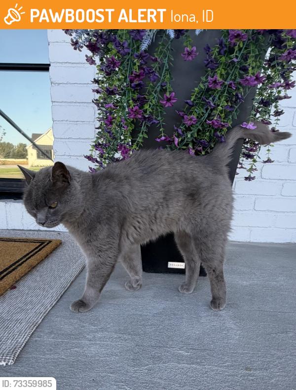 Found/Stray Unknown Cat last seen Iona, Iona, ID 83427