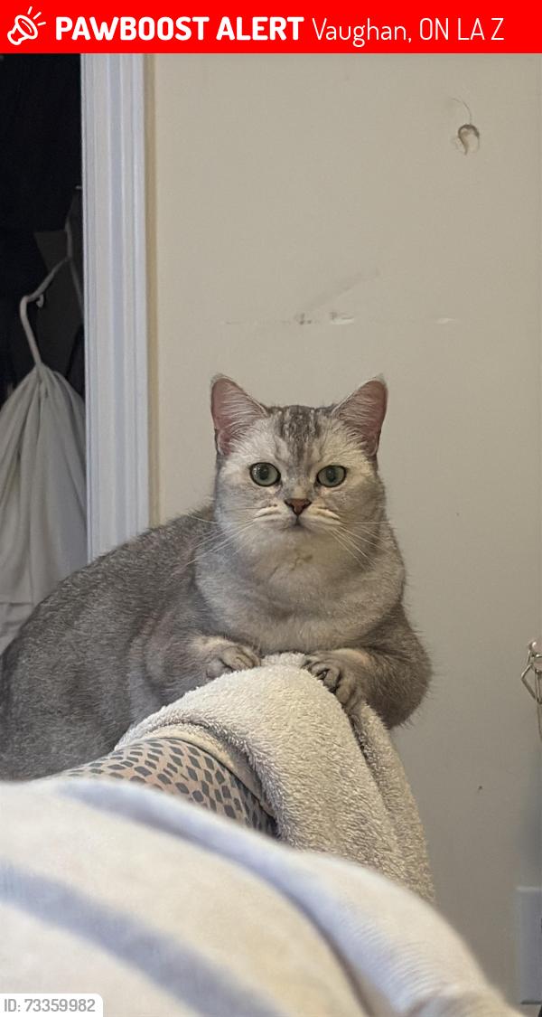 Lost Female Cat last seen Near salterton circle, Vaughan, ON L6A 4Z2