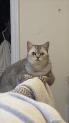 Lost Female Cat last seen Near salterton circle, Vaughan, ON L6A 4Z2