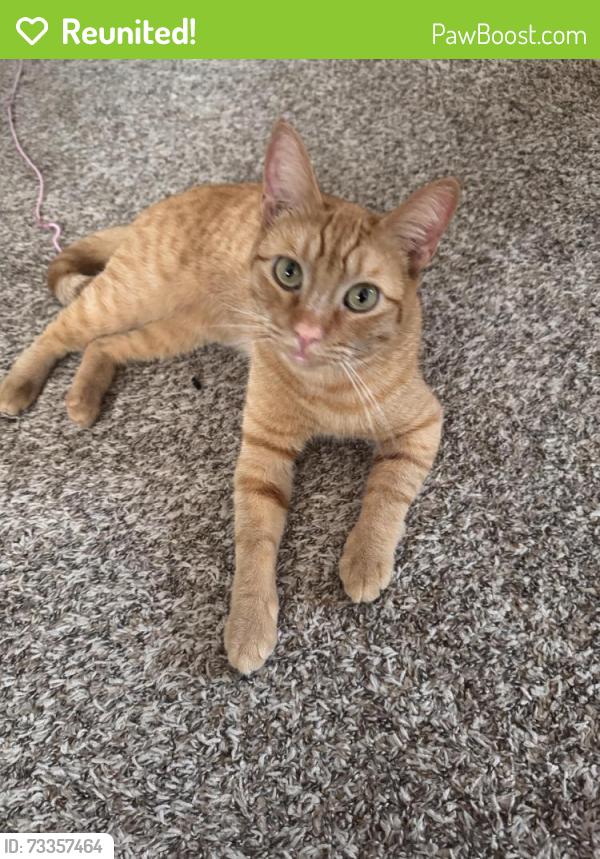 Reunited Female Cat last seen SE 17th and Insley, Portland, OR 97202