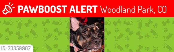 Lost Female Dog last seen Cascade area, Woodland Park, CO 80863