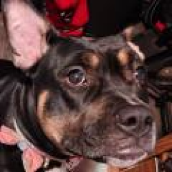 Lost Female Dog last seen Cascade area, Woodland Park, CO 80863