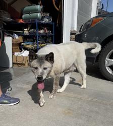 Found/Stray Female Dog last seen Locust Grove/Ustick, Meridian, ID 83713