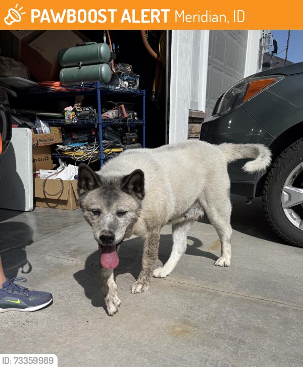 Found/Stray Female Dog last seen Locust Grove/Ustick, Meridian, ID 83713
