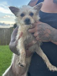 Found/Stray Female Dog last seen Nathan Kornman drive Harvey, Woodmere, LA 70058