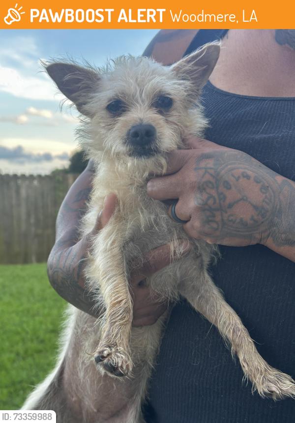 Found/Stray Female Dog last seen Nathan Kornman drive Harvey, Woodmere, LA 70058