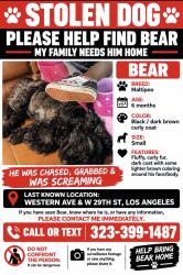 Lost Male Dog last seen Western ave and 29th st, Los Angeles, CA 90018