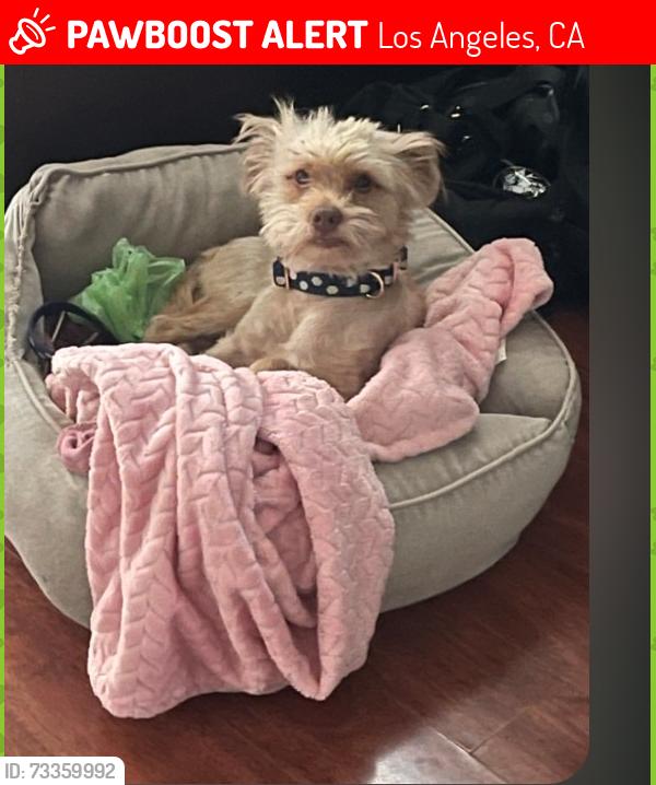 Lost Male Dog last seen Venice and Culver city blvd, Los Angeles, CA 90034