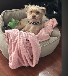 Lost Male Dog last seen Venice and Culver city blvd, Los Angeles, CA 90034