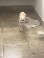 Found/Stray Male Dog last seen Park royal, Kissimmee, FL 34741