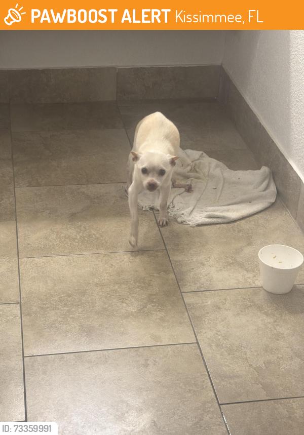 Found/Stray Male Dog last seen Park royal, Kissimmee, FL 34741