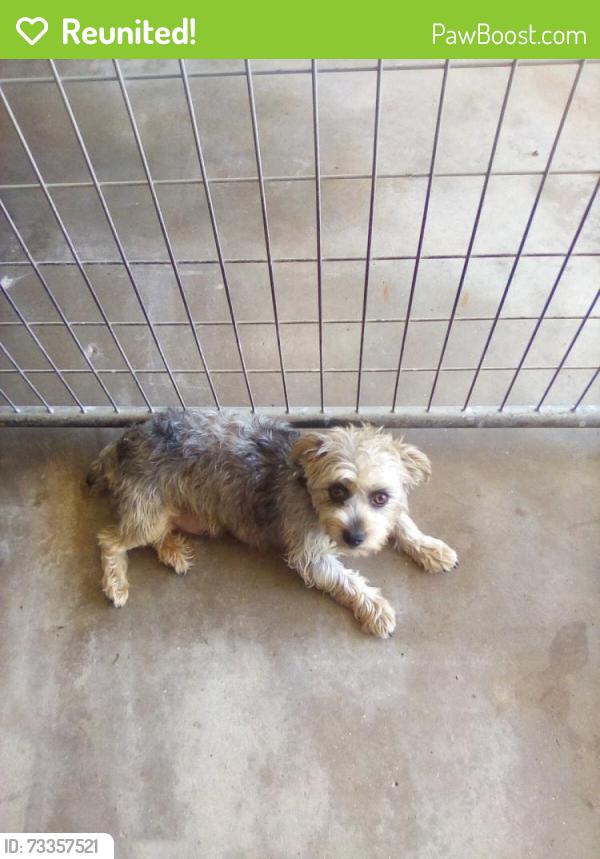 Reunited Female Dog last seen Tillotson Rd Anderson, SC, Anderson County, SC 29621