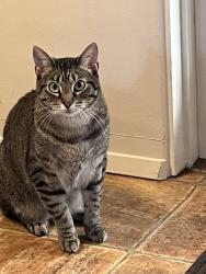 Lost Female Cat last seen grossmont center drive, La Mesa, CA 91942