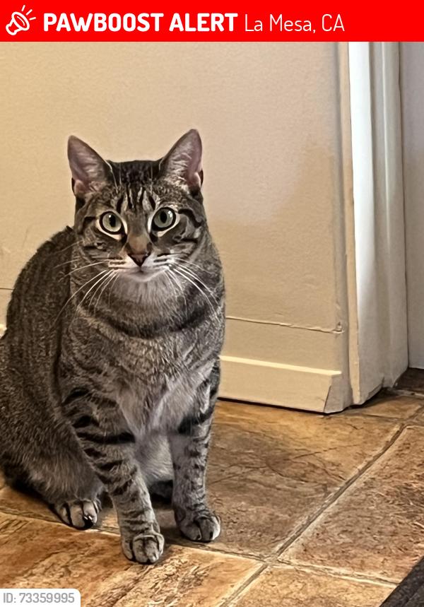 Lost Female Cat last seen grossmont center drive, La Mesa, CA 91942
