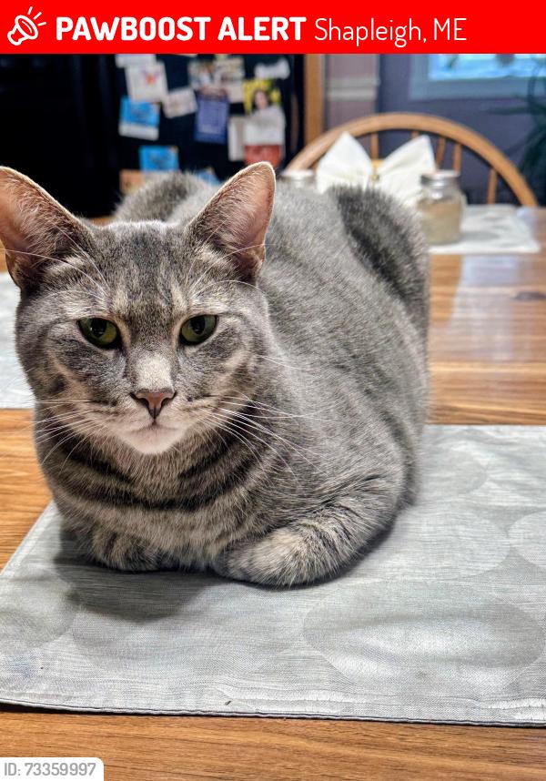 Lost Female Cat last seen Near 128 cedar @squarepond, Shapleigh, ME 04076