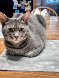 Lost Female Cat last seen Near 128 cedar @squarepond, Shapleigh, ME 04076