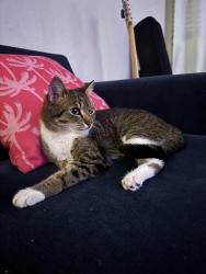 Lost Female Cat last seen Delaware and oceanhill, Huntington Beach, CA 92648