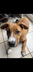 Reunited Male Dog last seen Tampa Bay Blvd, Tampa, FL 33614