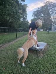 Reunited Male Dog last seen At Home in backyard in camera, Winston-Salem, NC 27127