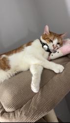 Reunited Male Cat last seen Near Overbrook Drive, East Hartford, CT 06118