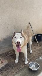 Found/Stray Male Dog last seen Emerson, Fresno, CA 93705